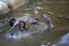animal024