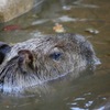 animal024