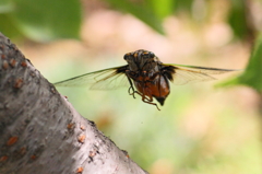 20110806_ｸﾏｾﾞﾐ