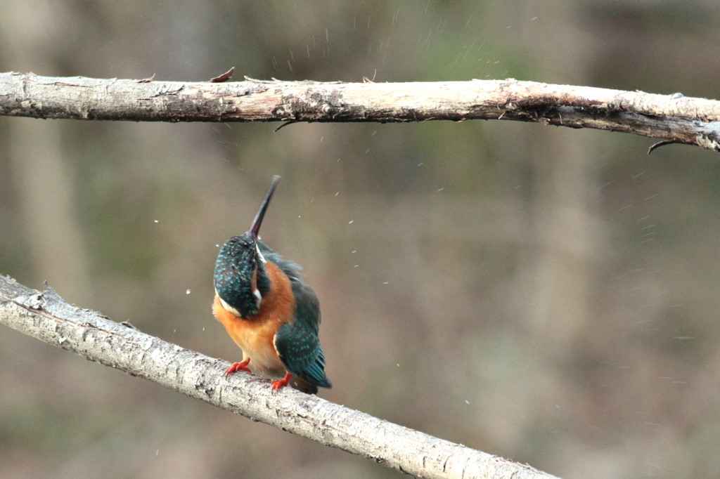 20110312_ｶﾜｾﾐ