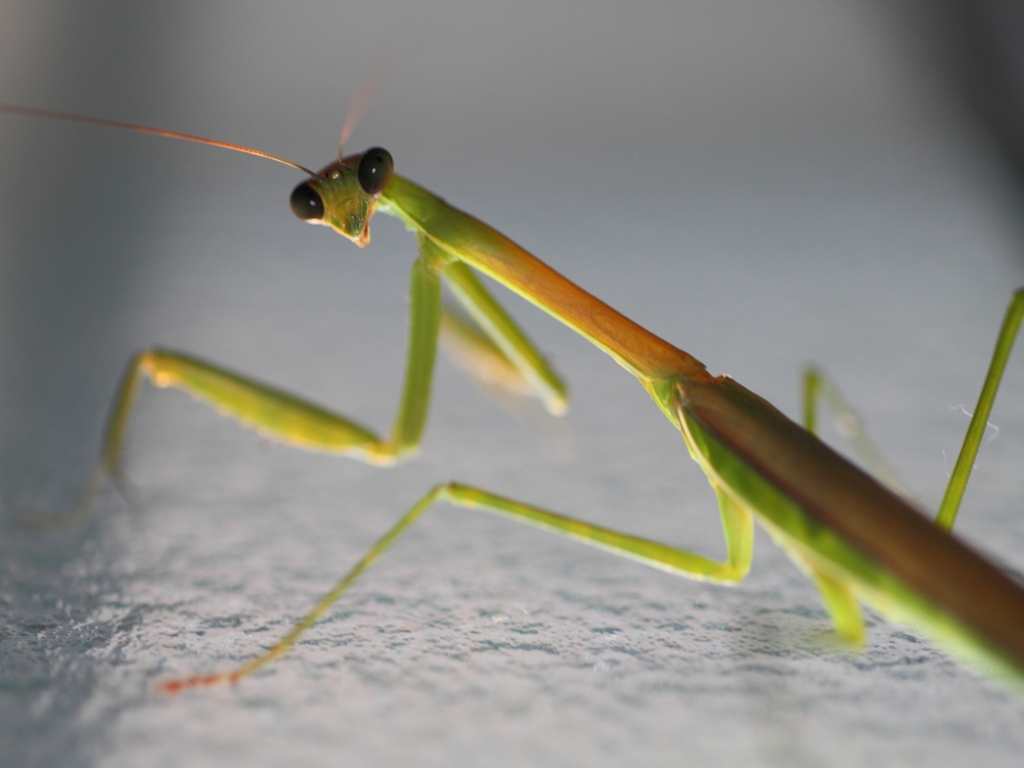 20110911_ｶﾏｷﾘ