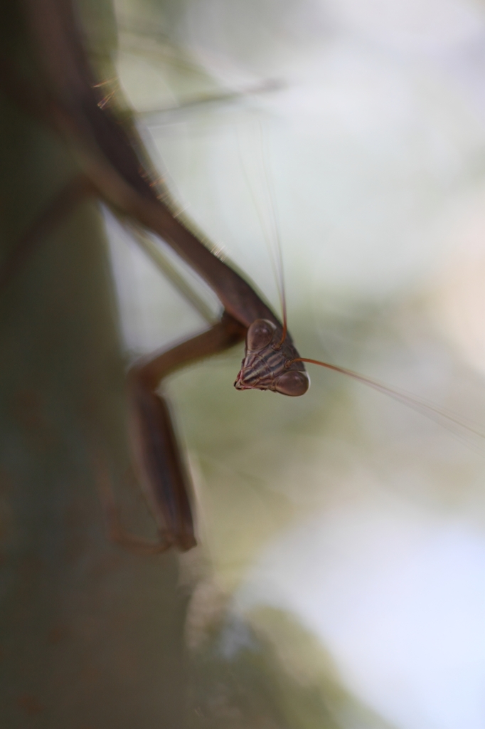 20110807_ｶﾏｷﾘ