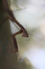 20110807_ｶﾏｷﾘ