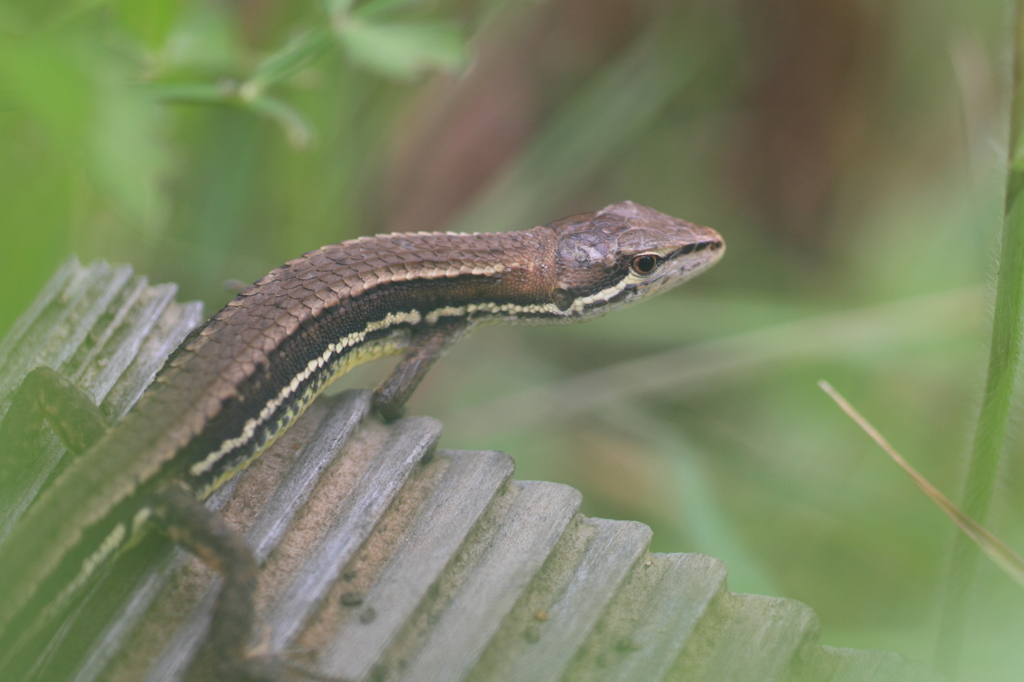 20110626_ｶﾅﾍﾋﾞ