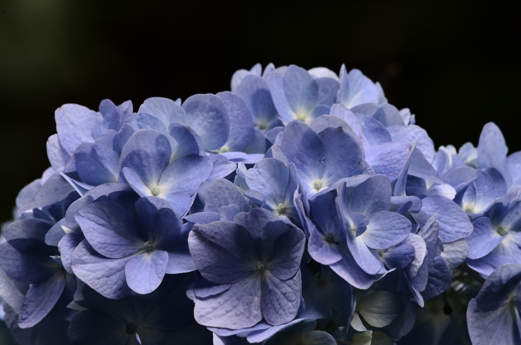 紫陽花(青）