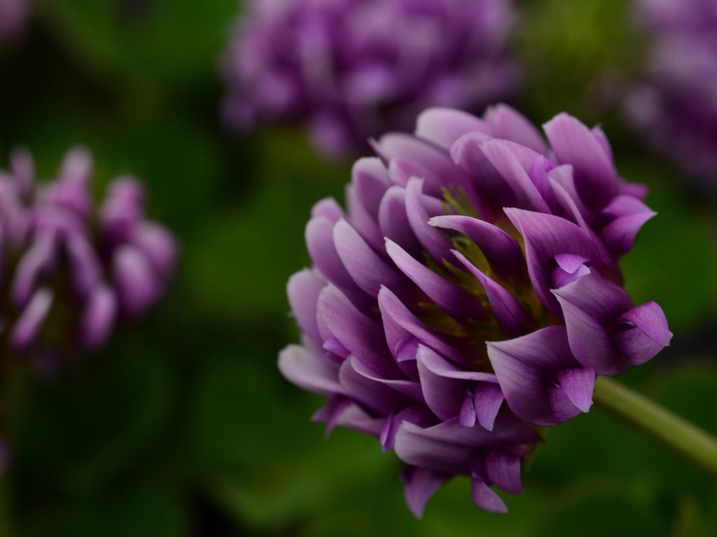 際立ちの紫花