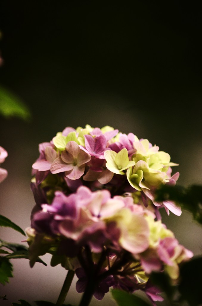 紫陽花（赤へ）