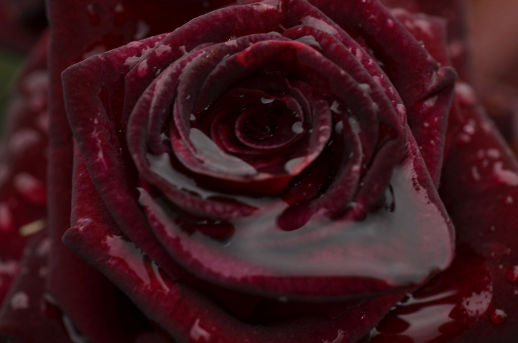 Eye of  Rose