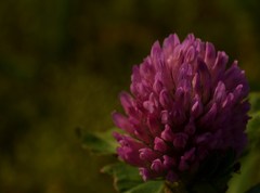 炎紫花