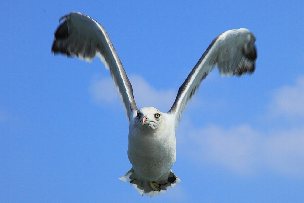 gull wing