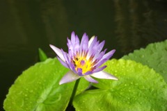 タイの花