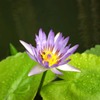 タイの花
