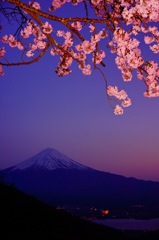 夜桜を冠した富士山