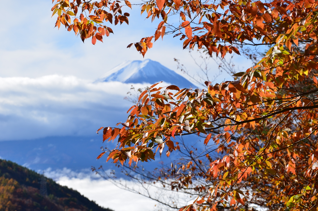 雪化粧した富士山