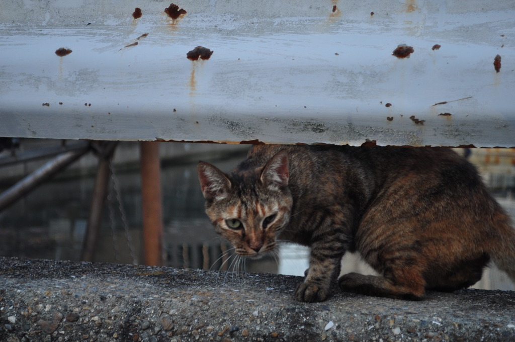 猫