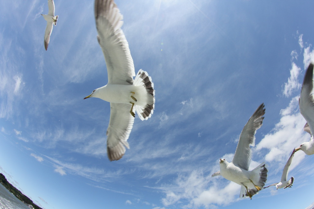 海鳥の出迎え