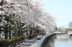 桜並木。