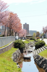 小川小路　＃春散歩