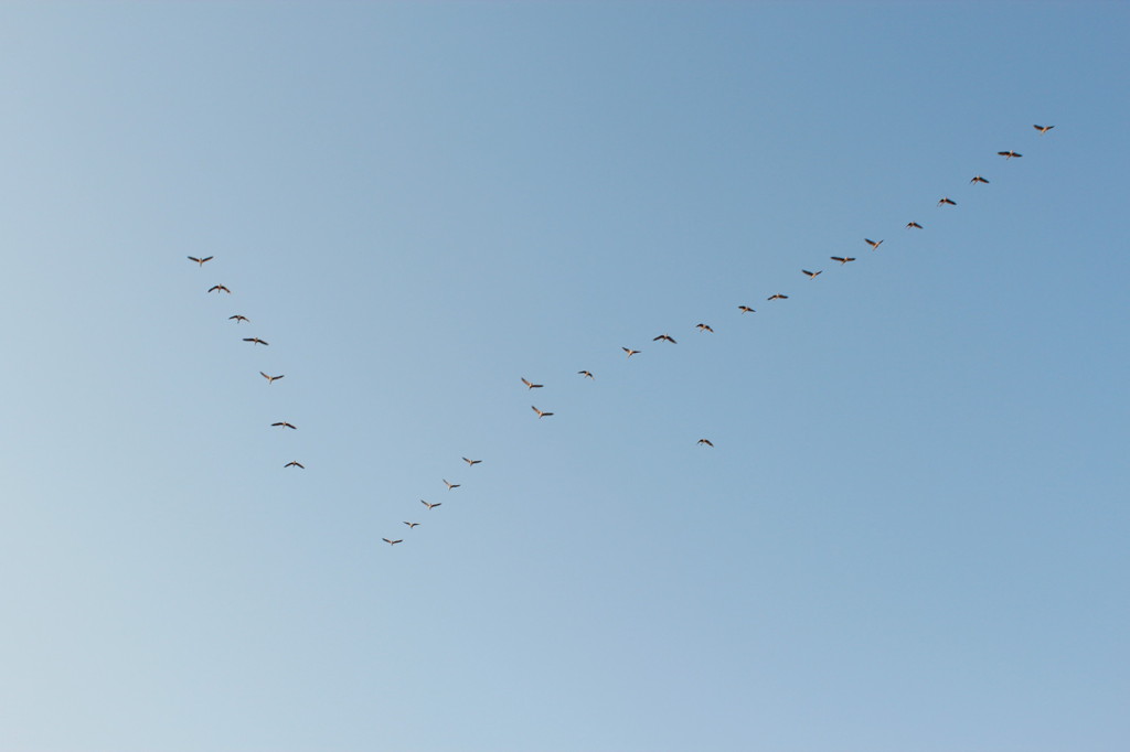 飛び立つ鳥たち