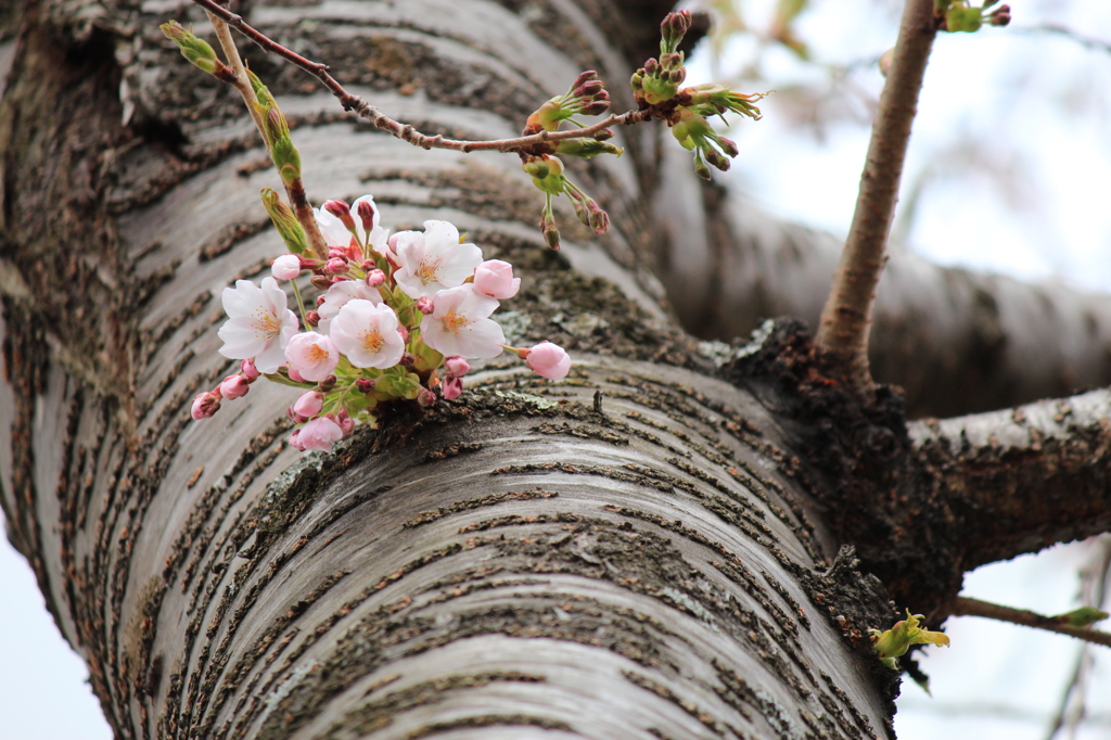 桜束　＃春散歩