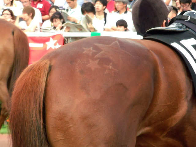 ダイワナイト