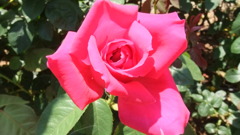 咲けっ、薔薇のようにふふーふ（笑）