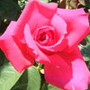 咲けっ、薔薇のようにふふーふ（笑）