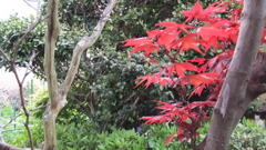 中庭のもみじ～春～