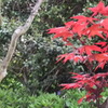 中庭のもみじ～春～