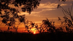 夕暮れ