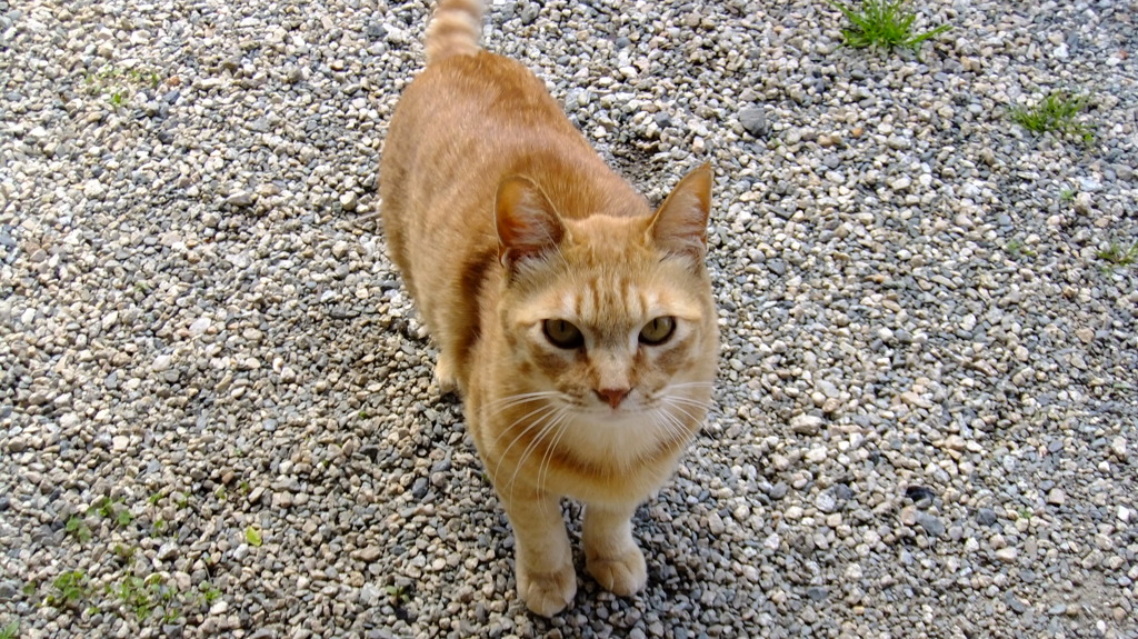にゃんこ