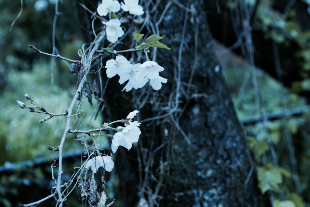 桜