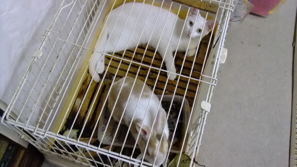 仲良し