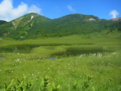 ワタスゲの湿原