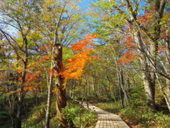 緑の道、紅い屋根