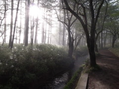 赤沼