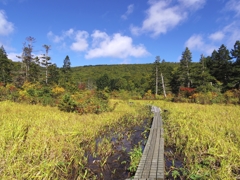 秋の湿原