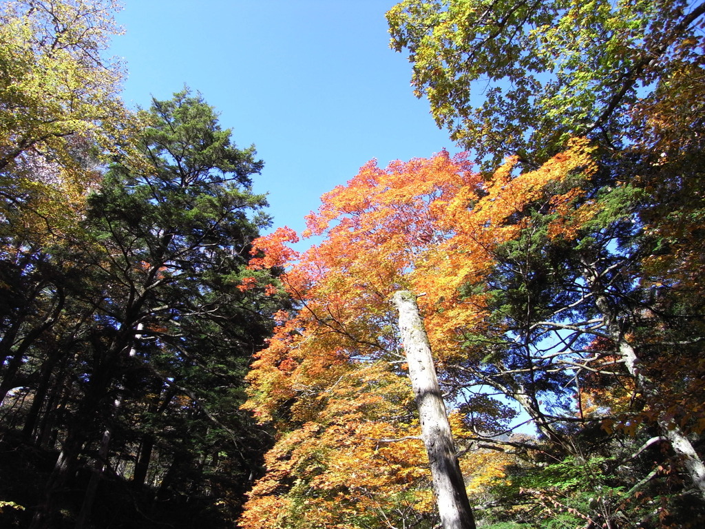 紅葉の湯川