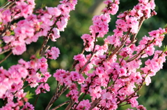 花桃