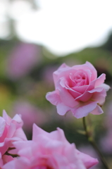 Pink Rose