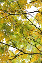 紅葉の訪れ