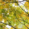 紅葉の訪れ
