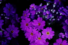 闇夜に浮かぶ花