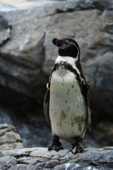 sleeping penguin