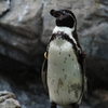 sleeping penguin