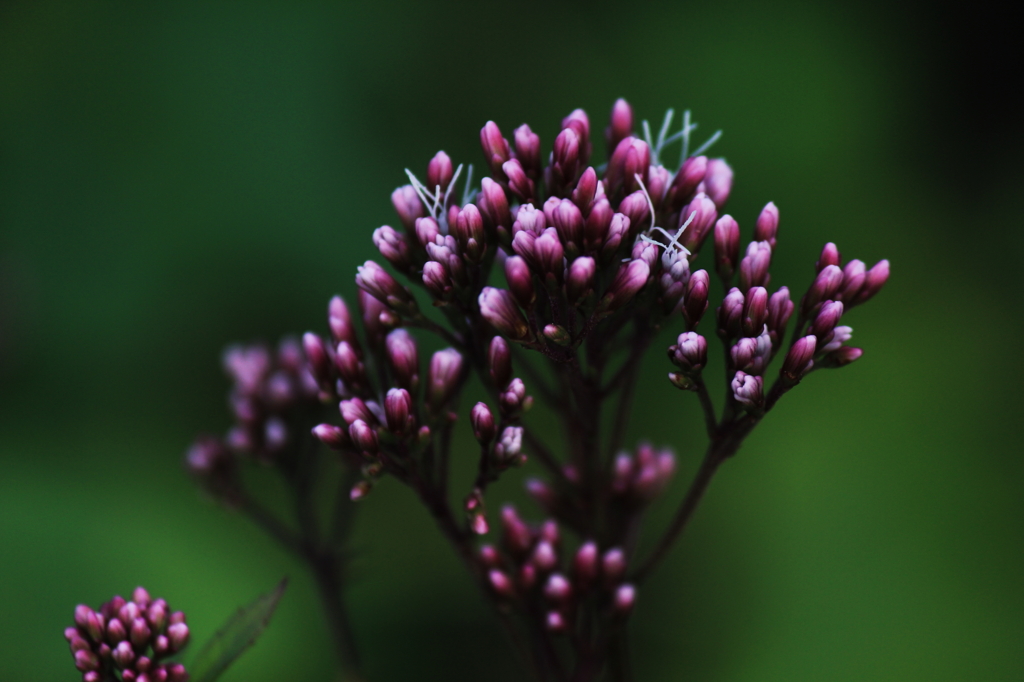 Darkly Pink