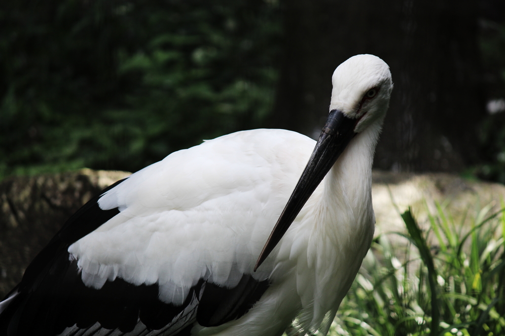 コウノトリ