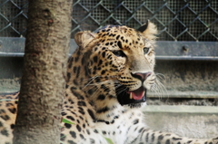 アムールヒョウ