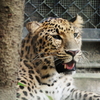 ヒョウ