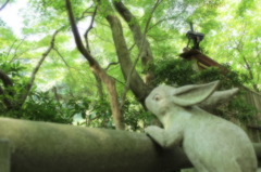 うさぎは何をみる
